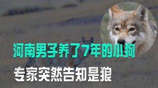 河南男子养了7年的小狗，突然被告知是狼，专家：命真大！