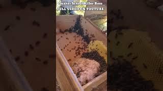 Quaker School Killer Bees #killerbee #invasivespecies #honeybee #killerbeeguy