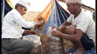 येसरी च्याउ खेति गरेर सफल बन्नुहोस ! How to do Mushroom Farming in Nepal?|| mushroom farming ideas