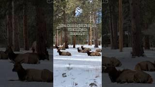 5462 Maggie Lane Evergreen, CO 80439 : Home For Sale, Colorado Mountain Living #coloradorealestate