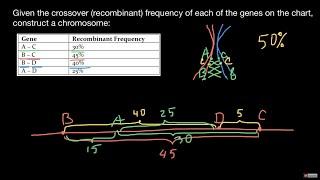 How to create a chromosome map from crossover frequencies