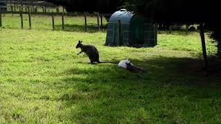 Wallaby group