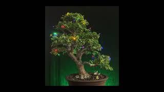 HAPPY HOLIDAYS FROM BACKYARD BONSAI AND BLOOMS / portulacaria afra / Merry Christmas  #bonsai