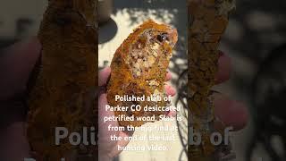 Parker CO desiccated petrified wood. Slabbed and polished using vibrating lap.