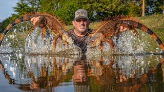 Giant Iguanas are in FULL RUT in Florida! {Catch Clean Cook} Fried iguana fitters