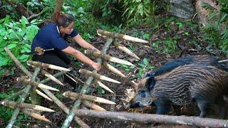 Skills for Setting Traps, Catching Wild Boars, and Hunting Birds. Natural Survival Skills