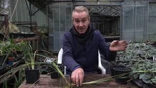 How to propagate dierama with a jar of water