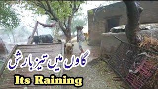 Its Raining in my village | Raining in Pakistan Punjab Village Life | Winter Rain