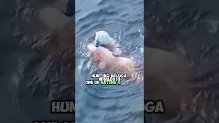 The Remarkable Phenomenon of Polar Bears Hunting Beluga Whales in Antarctica