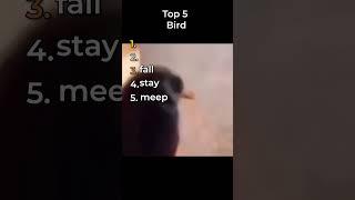 the funniest bird videos in the world