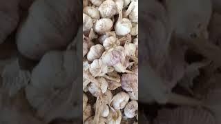 中国#大蒜#供应商#Chinese #garlic #supplier#中国大蒜加工Chinese #garlic #processing #China #Garlic #Prices