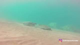 Turtle Love at Makena Landing Maui