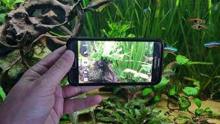 8 Smartphone PHOTO and VIDEO Tips for your AQUARIUM!