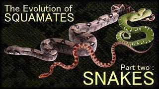 Evolution of Snakes 