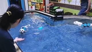 【Pet's Swimming Pool】 Super performance after first guidance!  You guys are the super Maltese 