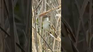 ️️El carricero agrícola (Acrocephalus agricola) cantando️️