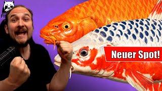 Russian Fishing 4 - Kupfersee - Neuer Koi Spot! Neues Aroma