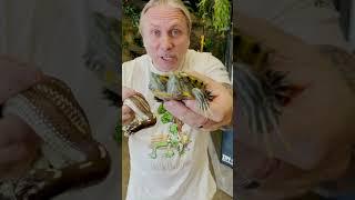 TWO HEADED SNAKE AND TWO HEADED TURTLE!! #SHORTS | BRIAN BARCZYK