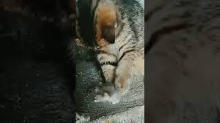 kitten and mouse funny