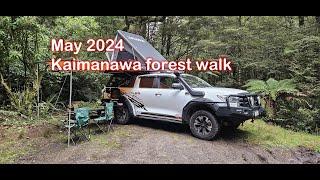 May 2024 Walk in the Kaimanawa Forest