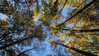 Great Smoky Mountain National Park, day hike from Twentymile to Gregory Bald & back