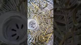 Попробуйте заготовить стрелки чеснока таким способом. Ароматная домашняя специя для любимых блюд.