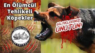 En Ölümcül Tehlikeli Köpekler