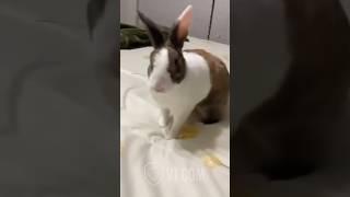 Rabbit FLIPS OUT Over Messy Bed Sheets 