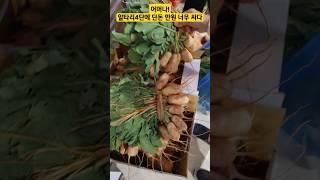 남촌농산물도매시장  알타리 싸도 너무 싸다 웬일?