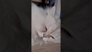 우렁찬 고양이 코고는 소리 | Cat snoring