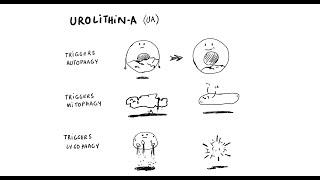 Got Inflammation? Discover Urolithin A