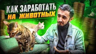 Сколько приносит гостиница для животных. Сезонный бизнес. Зоогостиница как бизнес на лето