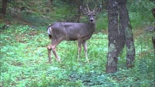 Deer walking through our campsite at Bonito Hollow RV Park & Campground, New Mexico