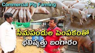 సీమ పందుల పెంపకంతో భవిష్యత్తు బంగారం || Commercial Pig Farming || Piggery Business || Karshaka Mitra