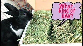 Which Hay is Right For Your Rabbit?