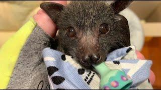 Rescuing a baby flying-fox on an injured mum:  this is Beetle