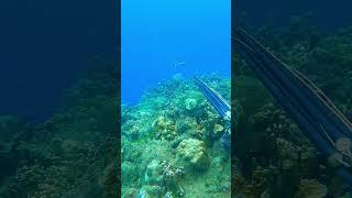 Black Snapper. Love the coloration. #underwater #guam #guamlife #spearo #spearfishing  #paradise