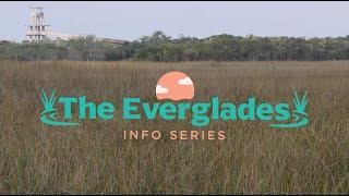 Everglades 101: Everything you need to know about the Everglades National Park