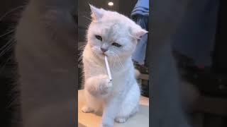 Cat smoking a cigarette. #cat #catlover #catsmoking #cutecat