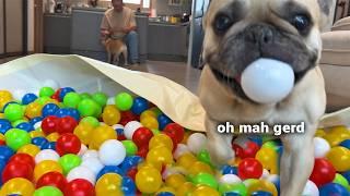 Surprising My Dogs With 400 BALLS