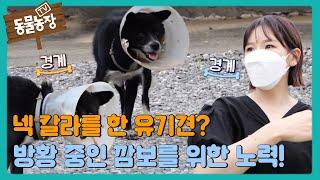 넥 칼라를 한 유기견? 방황 중인 깜보를 위한 노력! #TV동물농장 #AnimalFarm #SBSstory