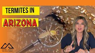 Termites in Arizona