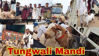 Tungwali Bakra Mandi Documentary | Rates Of Barbari And Punjabi Goats.