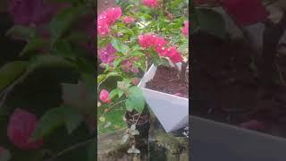 paper plant with pot