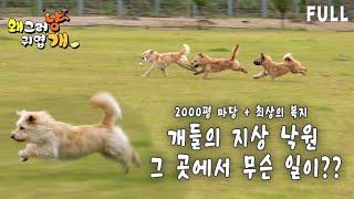 2000평 마당,최상의 복지! 8마리 개에게 지상 낙원인 이곳에서 벌어진 사건!!!!