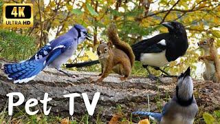 Entertain Your Cat or Dog with Pet TV | Birds and Squirrels by the Lake in Autumn