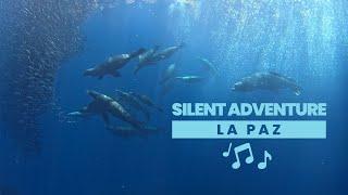 Scuba Diving in the Beautiful Waters of La Paz