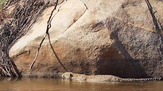 LEOPARD stalks impala in SAND RIVER