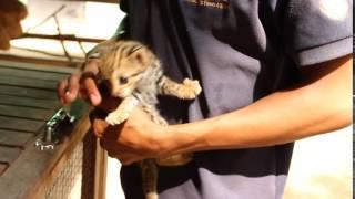 baby leopard cat