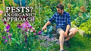 Natural Pest Control Tips That Work | Low-Cost Gardening